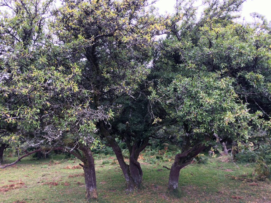 三棵古老的黑刺李树，Emsworthy，达特穆尔©Lisa Schneidau