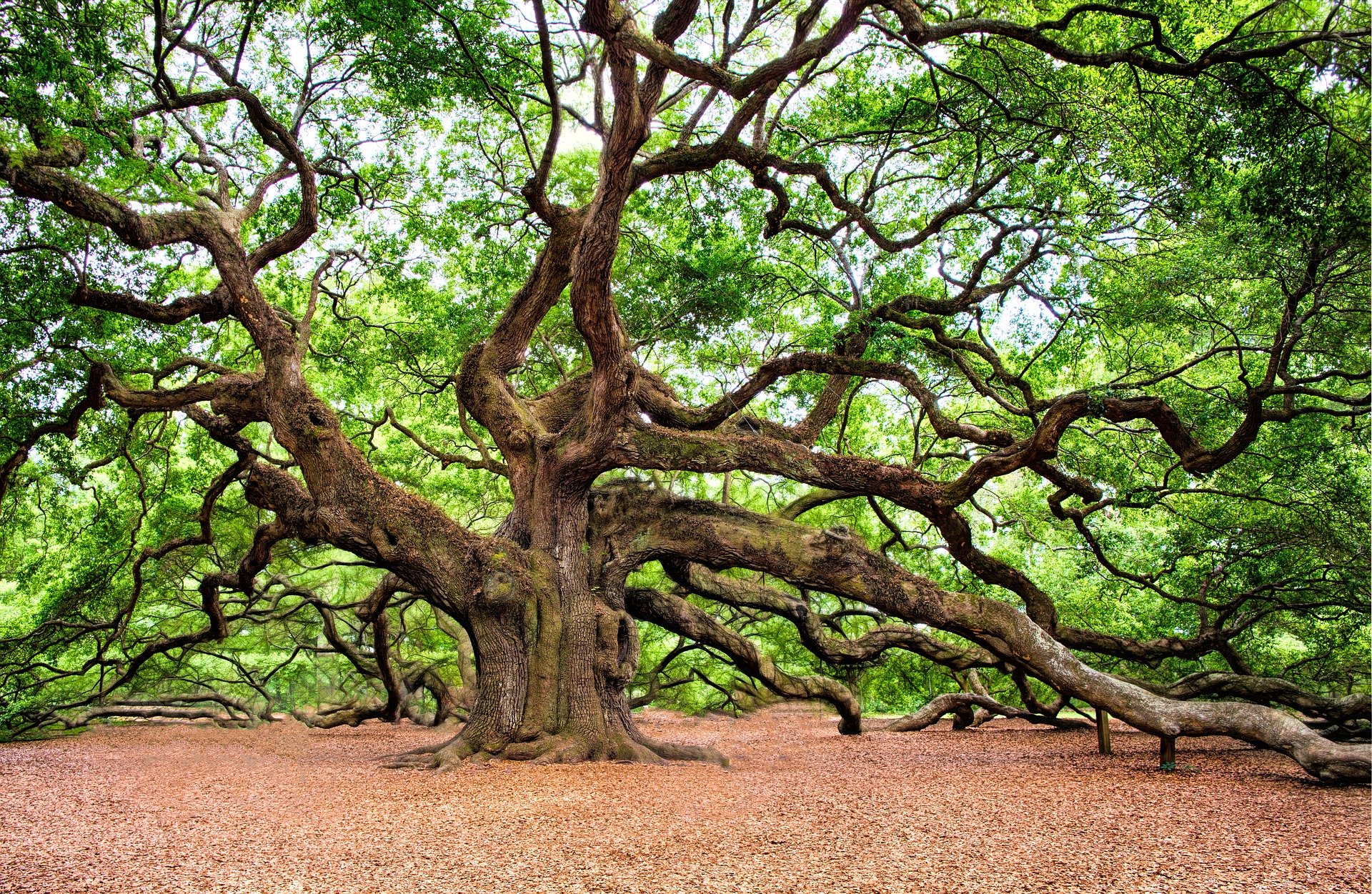 凯尔特神话、传说和民间传说中的5种树